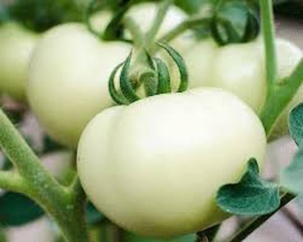 تصویر 1 از خرید گوجه فرنگی سفید+ بهترین قیمت